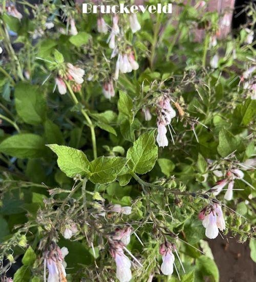 Symphytum grandiflorum 'Hidcote Blue'
