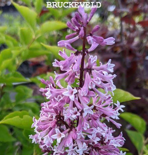 Syringa pat. 'Miss Kim'