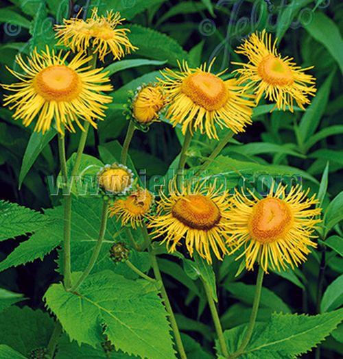 Telekia speciosa