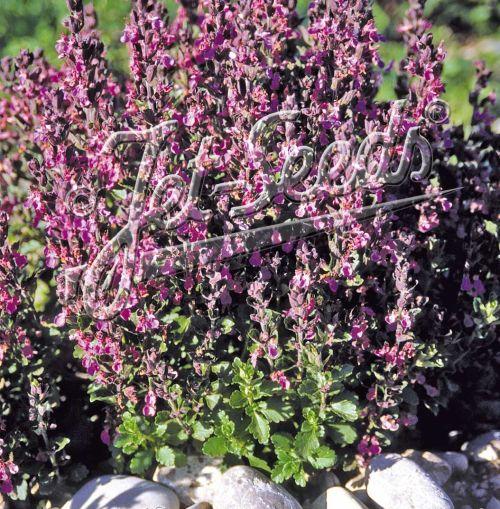 Teucrium chamaedrys 