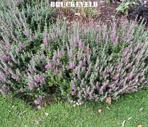 Teucrium chamaedrys 