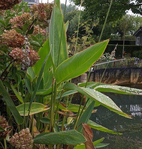 Thalia dealbata