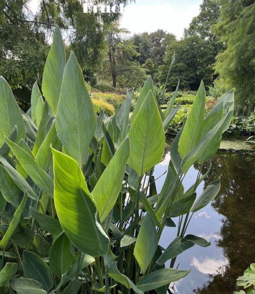 Thalia dealbata