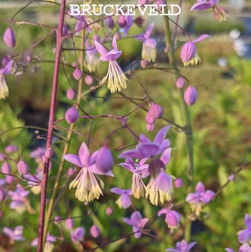 Thalictrum delavayi