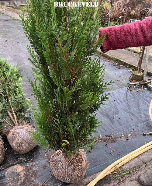 Thuja plicata 'Atrovirens'