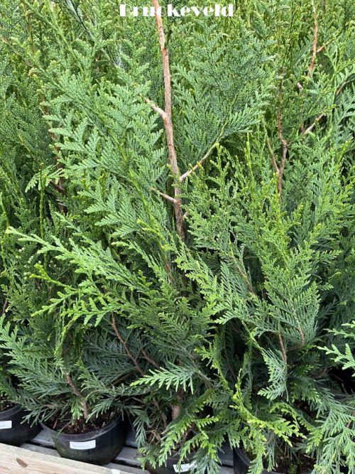 Thuja plicata 'Atrovirens'