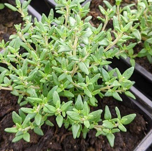 Thymus vulgaris 'Compactus'    tijm