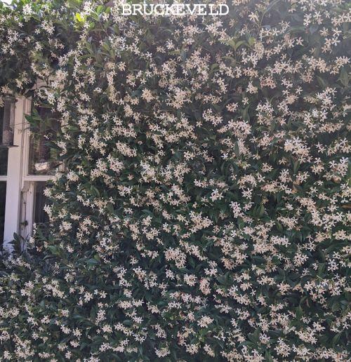 Trachelospermum jasminoides