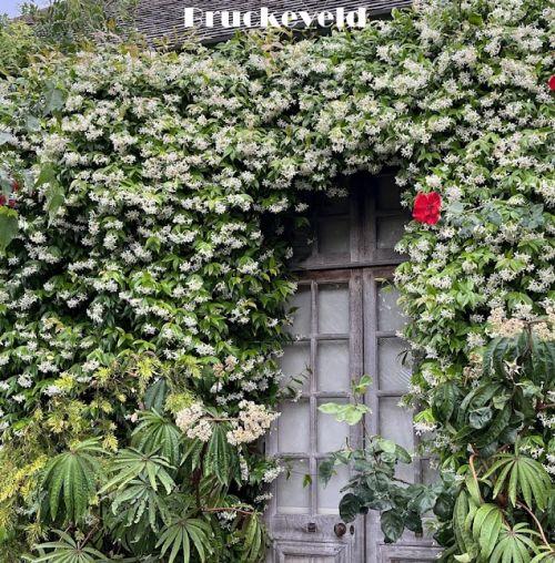 Trachelospermum jasminoides