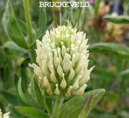 Trifolium ochroleucum