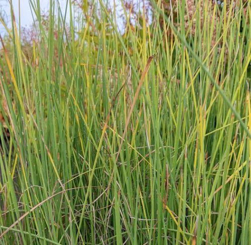 Typha minima