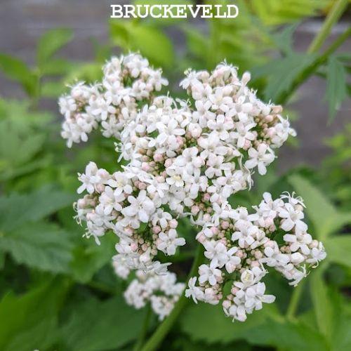 Valeriana officinalis valeriaan