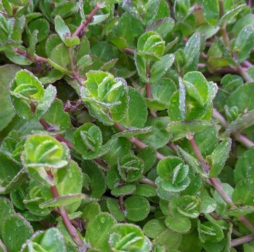 Veronica beccabunga