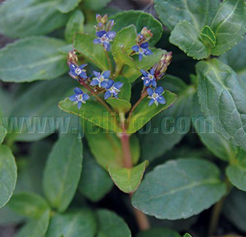 Veronica beccabunga