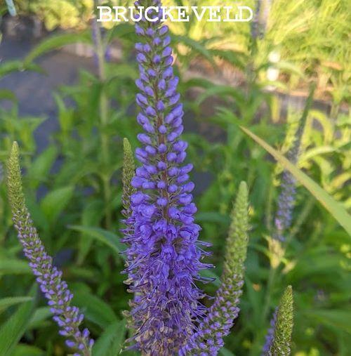 Veronica longifolia 'Blauriesin'