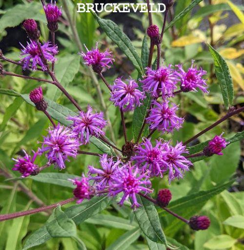 Vernonia crinita (arkansana)