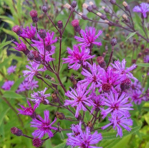 Vernonia crinita 'Mammuth'