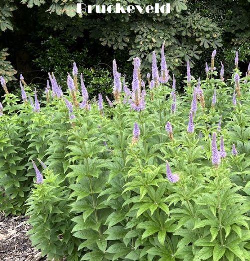 Veronicastrum sibiricum
