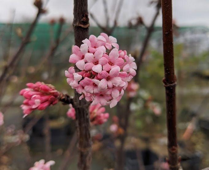 Viburnum bod. (x) 'Dawn'