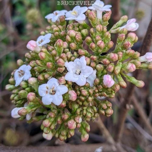 Viburnum burkwoodii