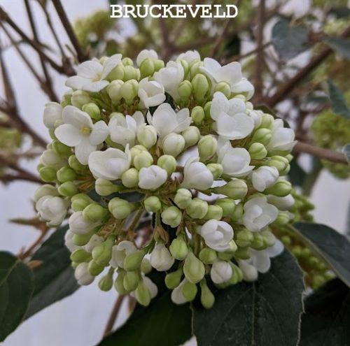 Viburnum 'Eskimo' halfstam