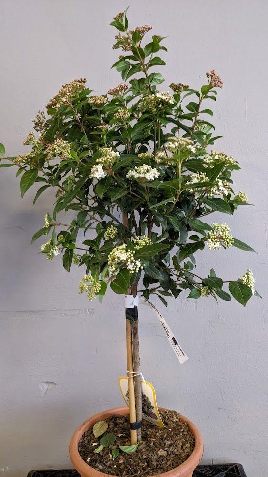 Viburnum tinus 'Eve Price' halfstam