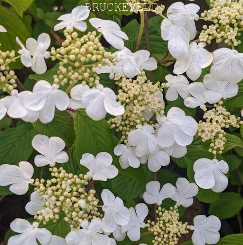 Viburnum plicatum 'Lanarth'