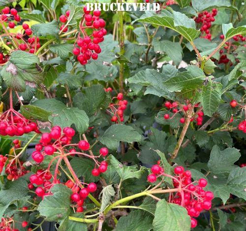 Viburnum opulus 'Compactum'