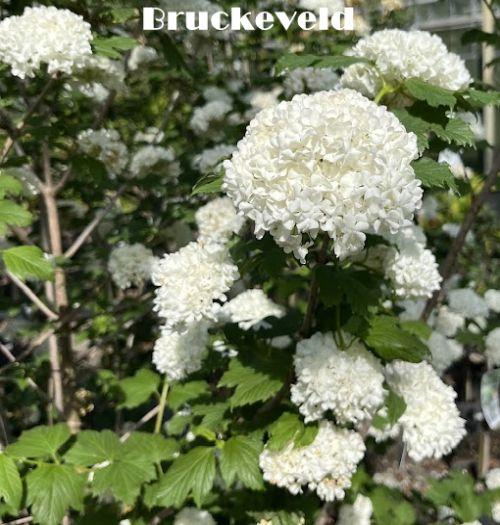 Viburnum opulus 'Roseum'