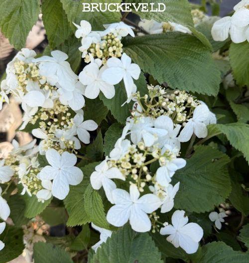 Viburnum plicatum 'Shasta'