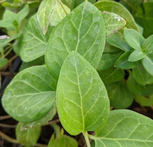Vinca major