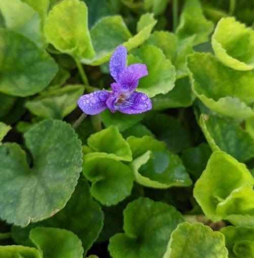 Viola odorata 'Königin Charlotte'