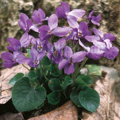 Viola odorata 'Königin Charlotte'
