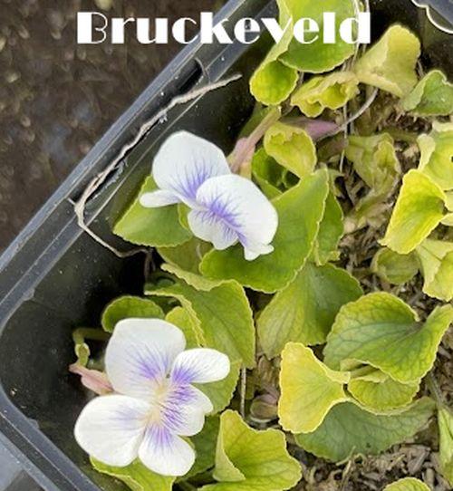 Viola sororia 'Priceana'