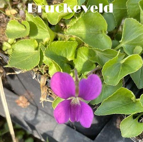 Viola sororia 'Rubra'