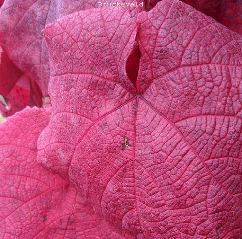 Vitis coignetiae