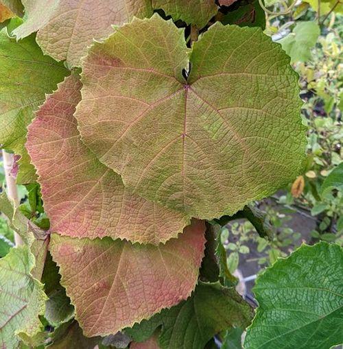 Vitis coignetiae