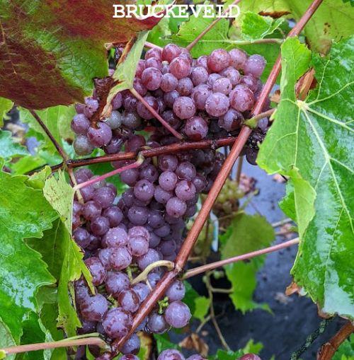 Vitis 'Sauvignon Gris'