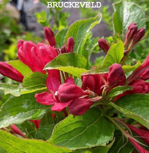 Weigela 'Bristol Ruby
