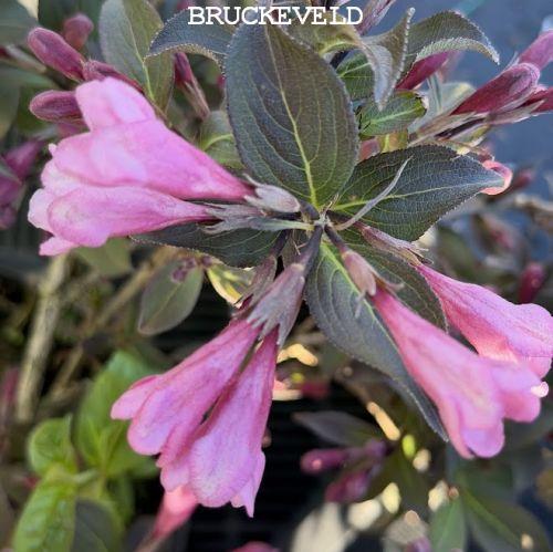 Weigela florida 'Nana Purpurea'