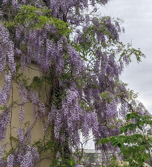 Wisteria sinensis 'Prolific'