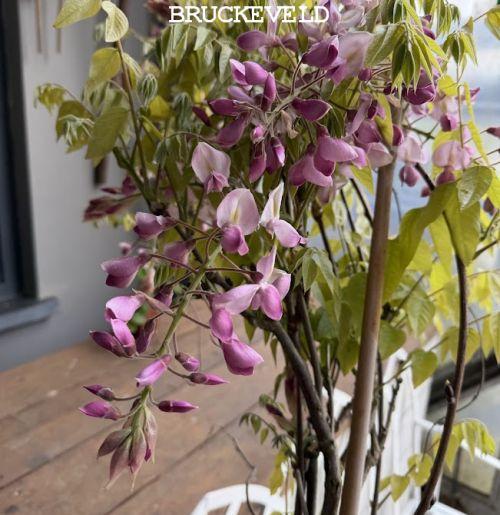 Wisteria brach. ' Showa-Bennii'