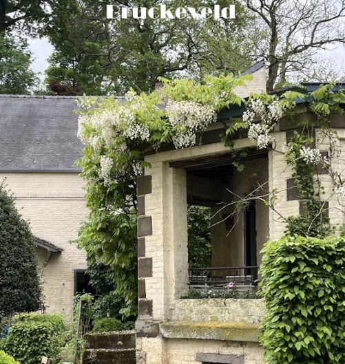 Wisteria flo. 'Snow Showers'