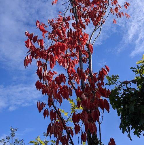 Zelkova serrata