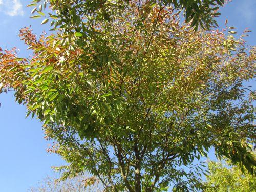 Zelkova serrata