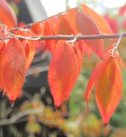 Zelkova serrata