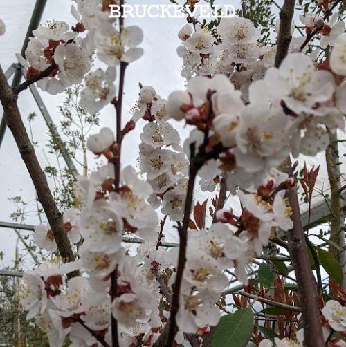 Abrikoos  Prunus armeniaca 'Polonais'