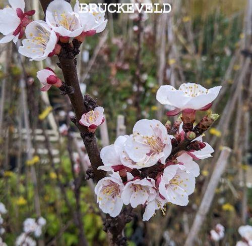 Abrikoos  Prunus armeniaca 'Bergeron'