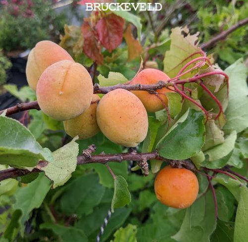 Abrikoos  Prunus armeniaca 'Bergeron'
