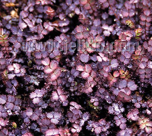 Acaena inermis 'Purpurea'